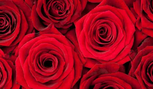几朵玫瑰代表什么,玫瑰几朵代表含义是什么情人节用数字图1