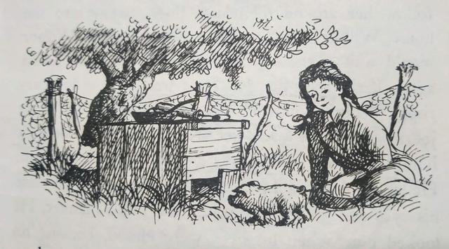 夏洛的网文字第一章全文(跟我一起学夏洛的网)(1)