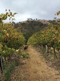 你知道不知道澳大利亚的袋鼠(澳洲葡萄园主说)(6)