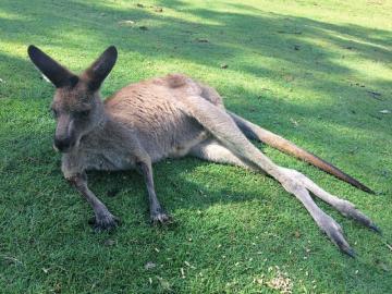你知道不知道澳大利亚的袋鼠(澳洲葡萄园主说)(2)