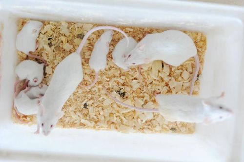 小白鼠繁殖周期(小白鼠繁殖技巧)-第1张图片-