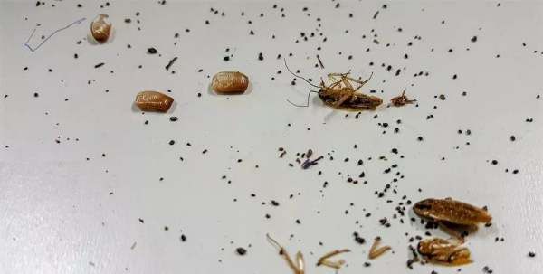 怎么除蟑螂最有效最快速,怎样除蟑螂最有效的方法小妙招图4