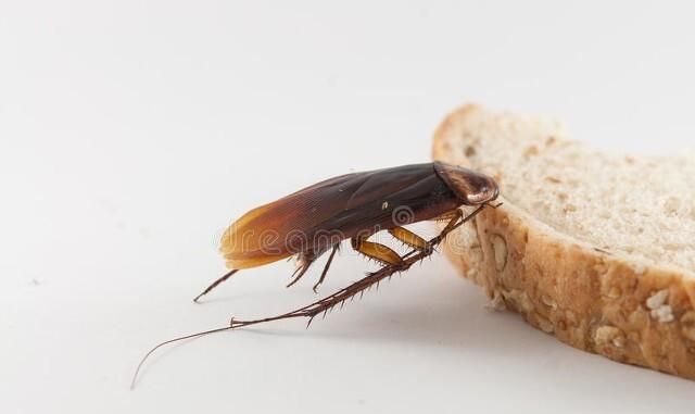 怎样除蟑螂最有效的方法小妙招