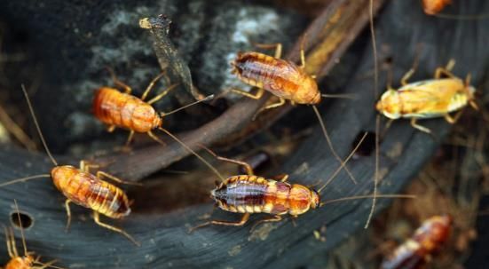 怎么消灭蟑螂最有效的办法