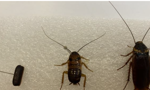 怎么除蟑螂最有效最快速,怎样除蟑螂最有效的方法小妙招图2