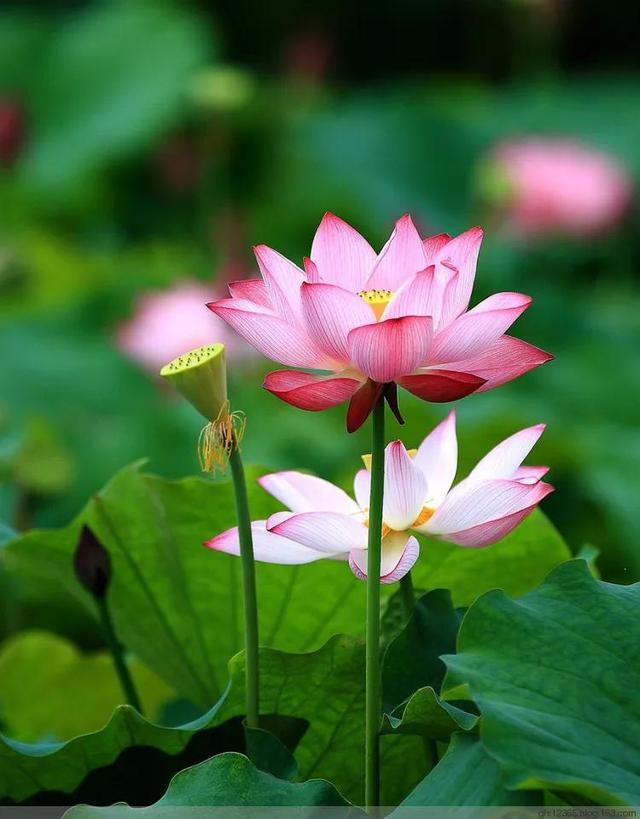 十首写夏天的古诗（五首咏夏天美景的古诗欣赏）(6)