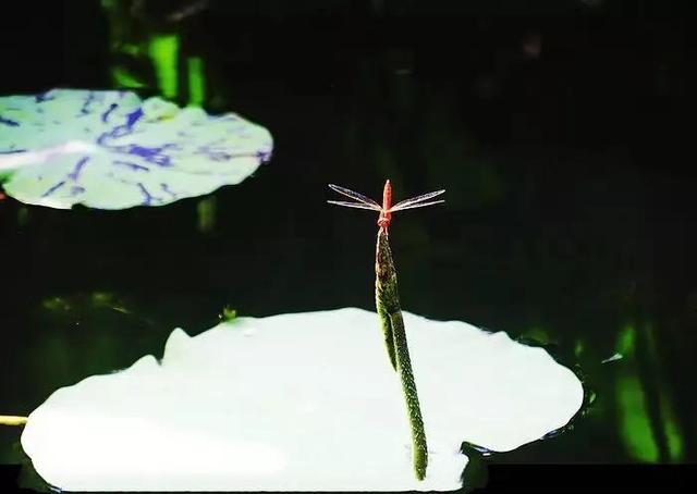 十首写夏天的古诗（五首咏夏天美景的古诗欣赏）(1)