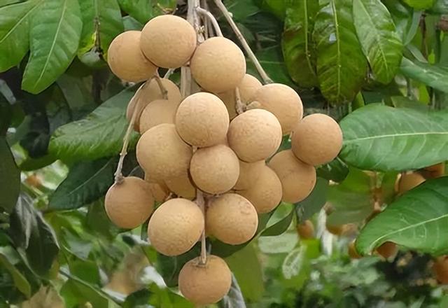 英文24种水果名称（史上超全水果英文名称汇总）(11)