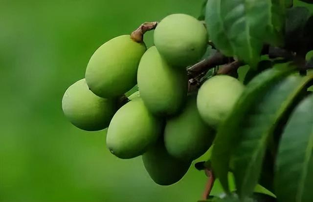 英文24种水果名称（史上超全水果英文名称汇总）(10)