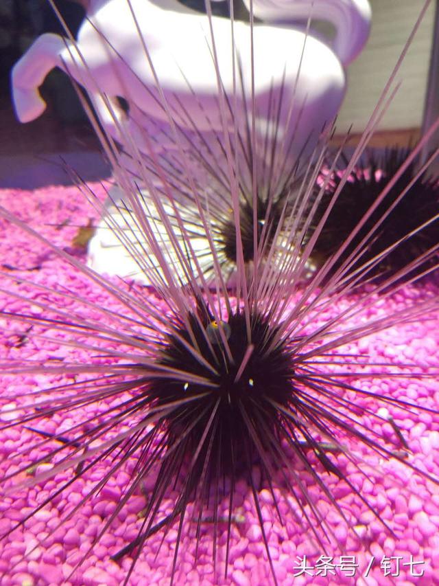 天津海昌极地海洋世界具体位置（天津海昌极地海底世界超实用攻略）(22)