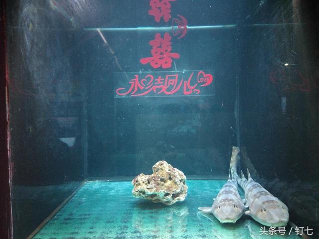 天津海昌极地海洋世界具体位置（天津海昌极地海底世界超实用攻略）(13)