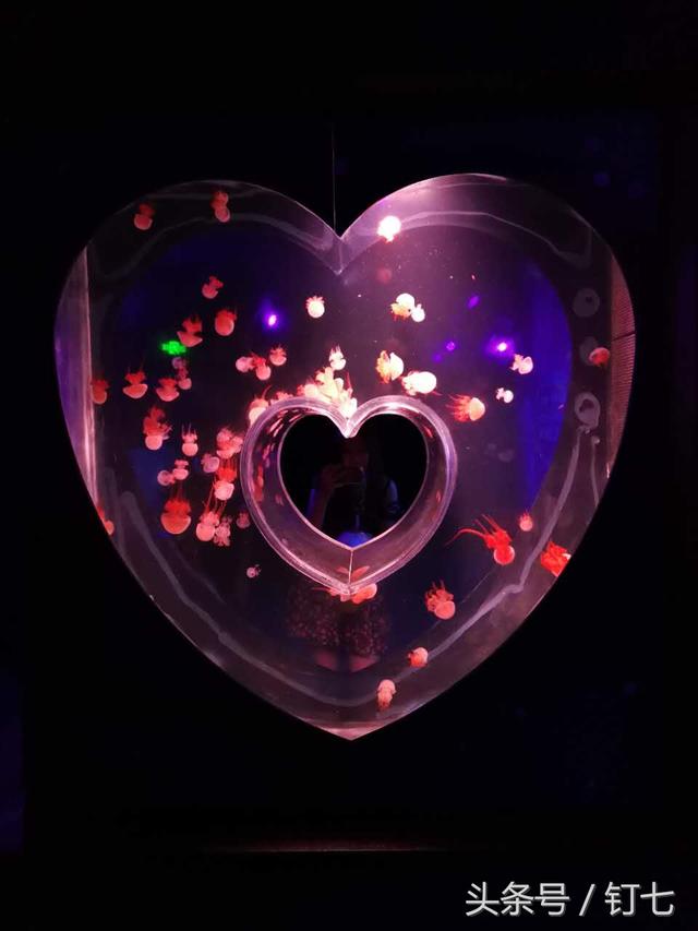 天津海昌极地海洋世界具体位置（天津海昌极地海底世界超实用攻略）(37)