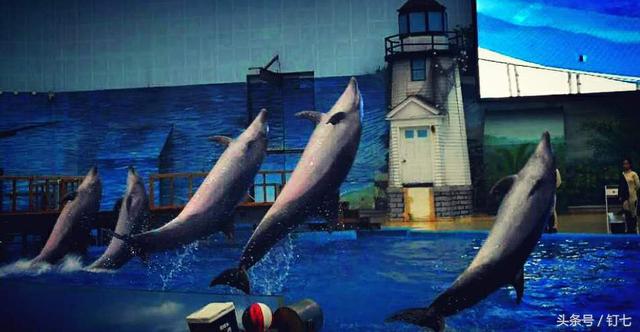 天津海昌极地海洋世界具体位置（天津海昌极地海底世界超实用攻略）(31)