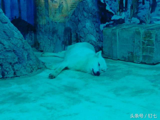 天津海昌极地海洋世界具体位置（天津海昌极地海底世界超实用攻略）(6)