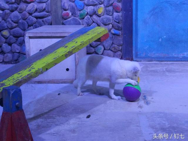 天津海昌极地海洋世界具体位置（天津海昌极地海底世界超实用攻略）(5)