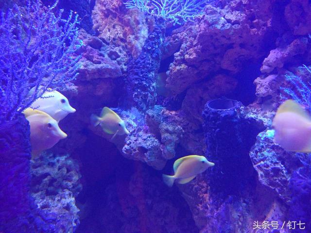 天津海昌极地海洋世界具体位置（天津海昌极地海底世界超实用攻略）(8)