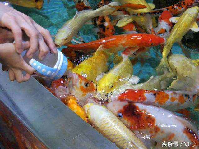 天津海昌极地海洋世界具体位置（天津海昌极地海底世界超实用攻略）(35)