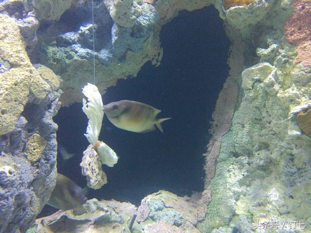 天津海昌极地海洋世界具体位置（天津海昌极地海底世界超实用攻略）(11)