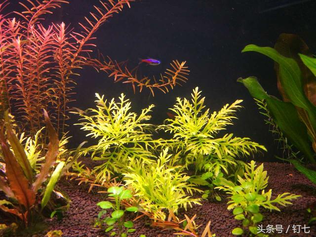 天津海昌极地海洋世界具体位置（天津海昌极地海底世界超实用攻略）(19)