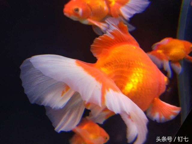 天津海昌极地海洋世界具体位置（天津海昌极地海底世界超实用攻略）(16)