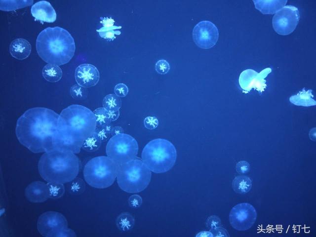 天津海昌极地海洋世界具体位置（天津海昌极地海底世界超实用攻略）(29)