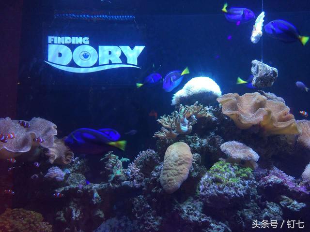 天津海昌极地海洋世界具体位置（天津海昌极地海底世界超实用攻略）(15)