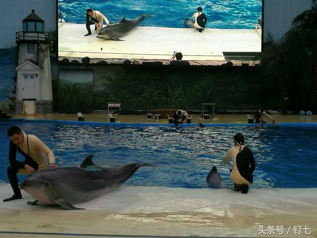 天津海昌极地海洋世界具体位置（天津海昌极地海底世界超实用攻略）(23)