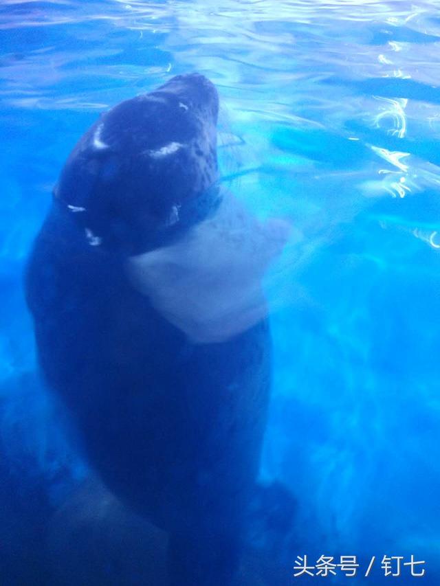 天津海昌极地海洋世界具体位置（天津海昌极地海底世界超实用攻略）(4)