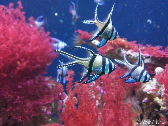 天津海昌极地海洋世界具体位置（天津海昌极地海底世界超实用攻略）(9)