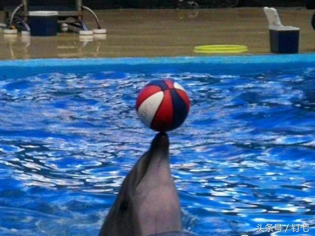 天津海昌极地海洋世界具体位置（天津海昌极地海底世界超实用攻略）(24)