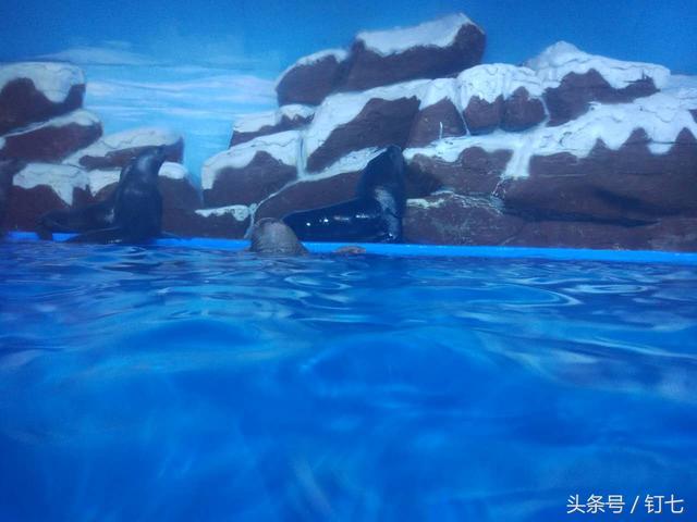 天津海昌极地海洋世界具体位置（天津海昌极地海底世界超实用攻略）(3)