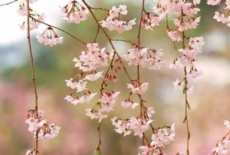 春分的中国传统习俗,春分时节图6