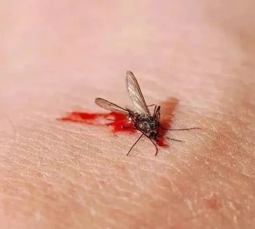 家里有很多蚊子怎么办灭蚊子最有效的方法