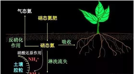 氮肥磷肥和钾肥分别有什么作用