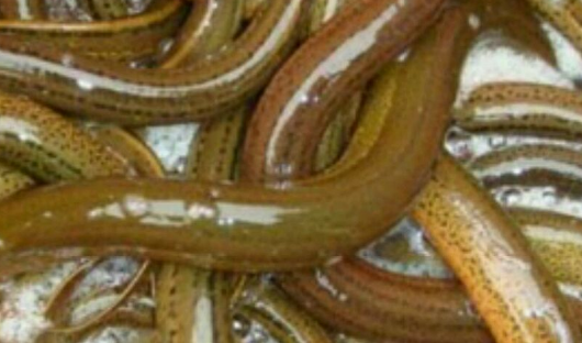 黄鳝怎么做好吃,黄鳝怎么做好吃图16