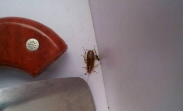 厨房有蟑螂怎么办能除根