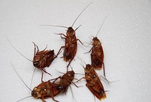 厨房灭蟑螂最有效的方法