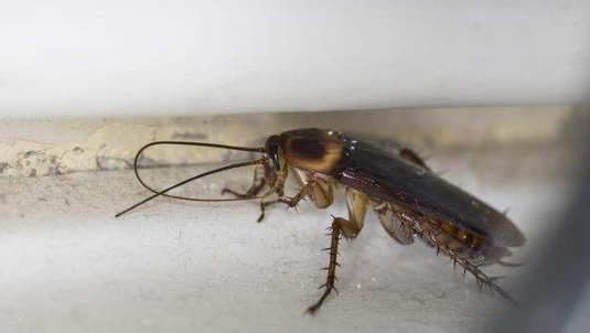 厨房蟑螂怎么消灭干净,厨房灭蟑螂最有效的方法图3