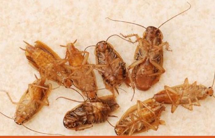 蟑螂怎么消灭最彻底小妙招有哪些 除蟑螂小妙招 这几种办法都可尝试