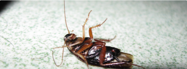 除蟑螂的小妙招,蟑螂怎么消灭最彻底小妙招厨房图2