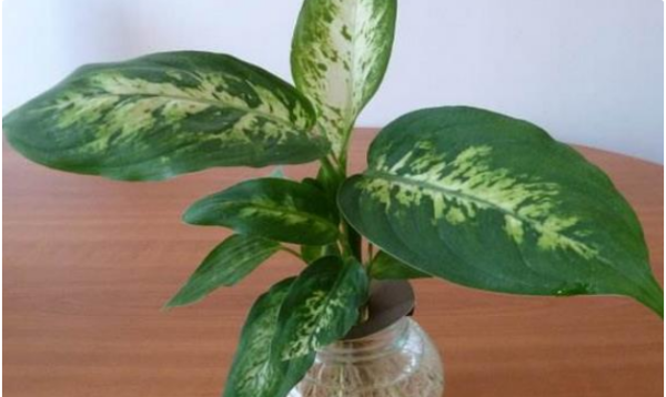 除蟑螂的小妙招,蟑螂怎么消灭最彻底小妙招厨房图5