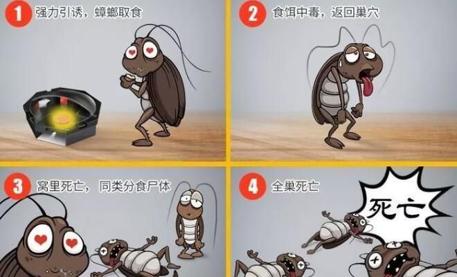 蟑螂怎么消灭最彻底小妙招厨房
