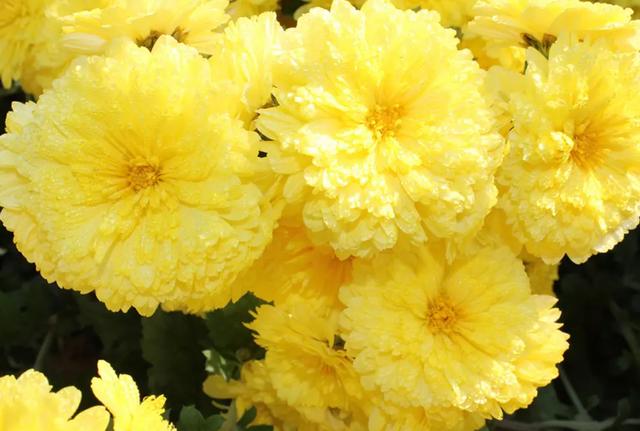 身体秋燥吃什么食物好（秋燥易伤肺牢记食疗方）(8)