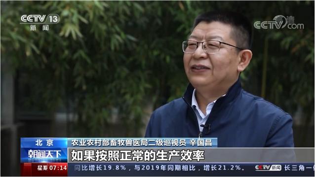 未来10天猪价走势（猪价行情低迷飞天猪）(1)