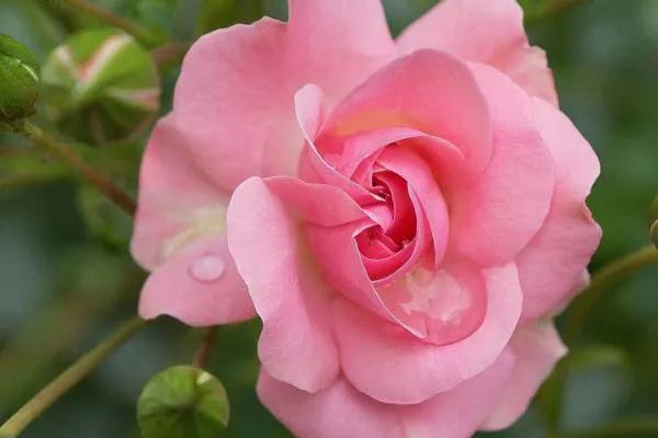 百花争艳百花丛（百花群芳谱）(1)