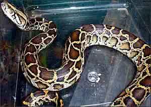 蛇的百科信息（众所周知的蛇）(2)