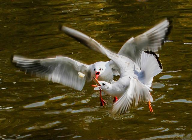 冬季旅游景点推荐（推荐国内冬季旅游10大去处）(14)