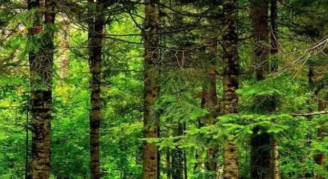 长白山旅游必去景点（盘点18个长白山必去景点）(4)