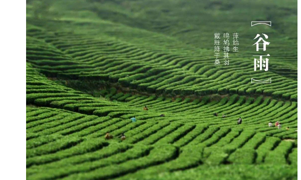 谷雨的来历和风俗,谷雨是什么意思谷雨的含义传说图2