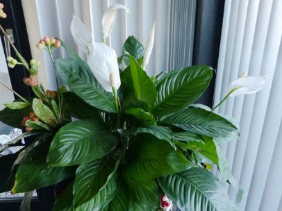 开窗通风去甲醛的正确方法,如何利用门窗合理地通风释放甲醛图11